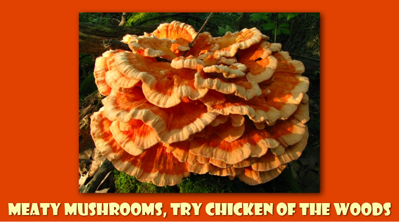 Meaty mushrooms, try chicken of the woods