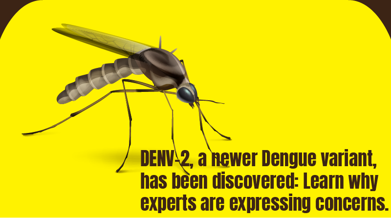 Dengue variant