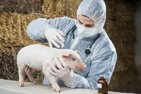 Swine Vaccine Market